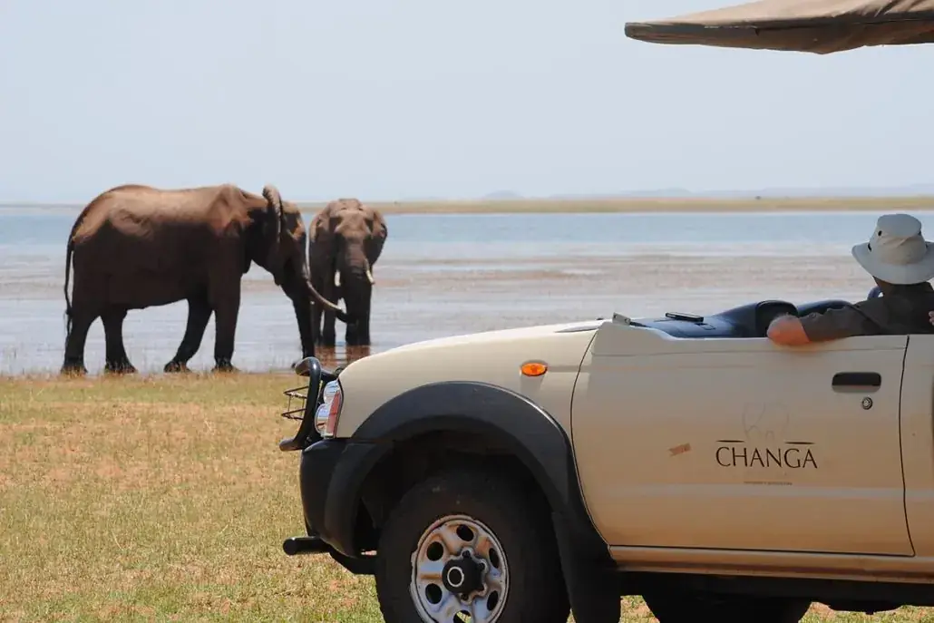 Game drive elephants at Changa Safari Camp, Lake Kariba
