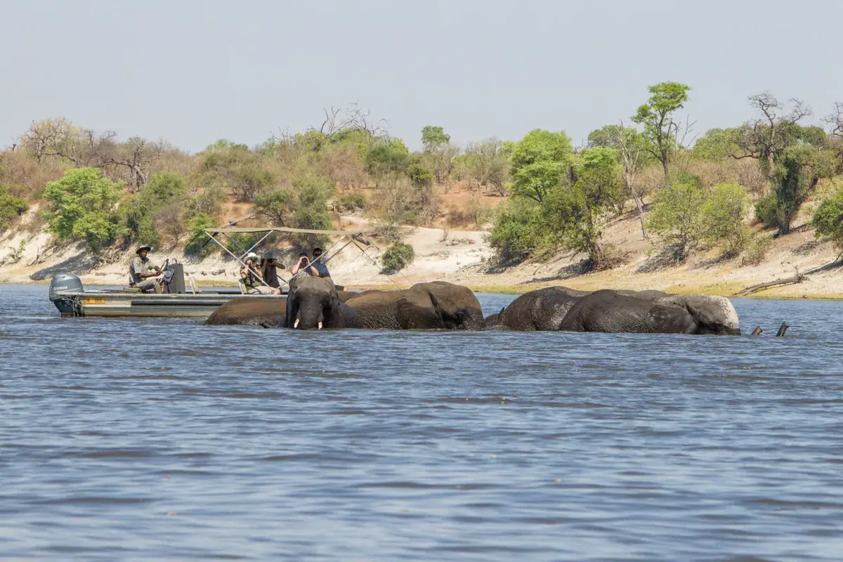 Boat safari elephants at Chobe Savanna Lodge, Chobe River, Impalila Island