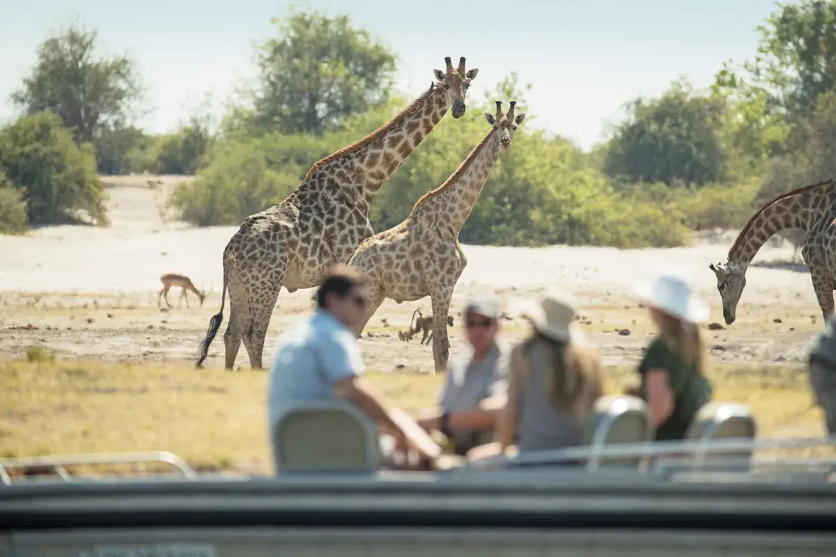 Boat safari giraffe at Chobe Savanna Lodge, Chobe River, Impalila Island