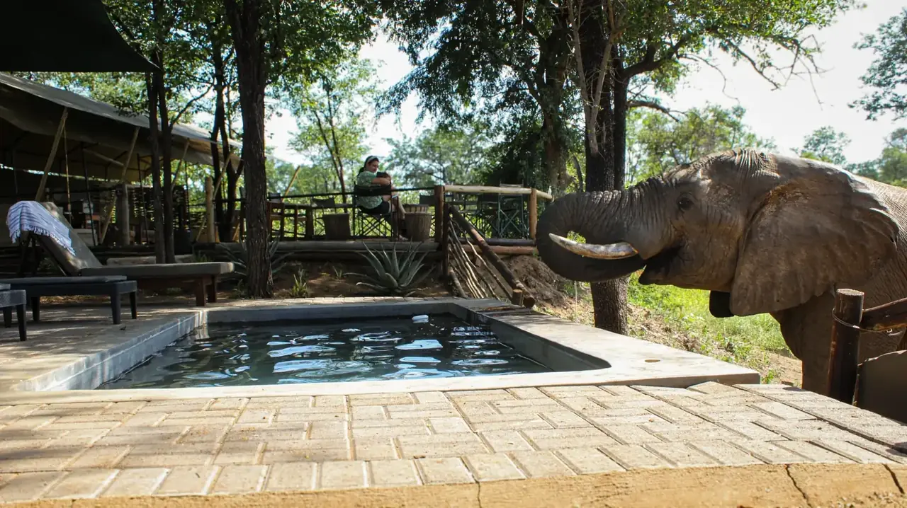 Khanya Tented Camp in Greater Kruger – photo 3