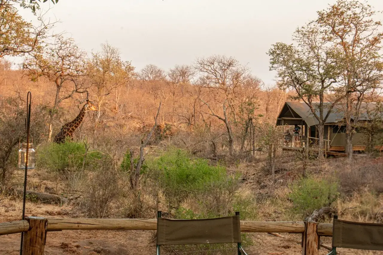 Khanya Tented Camp in Greater Kruger – photo 5
