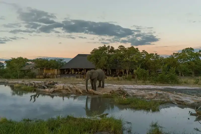 An elephant drinking at the waterhole in front of Camp Kuzuma at dusk