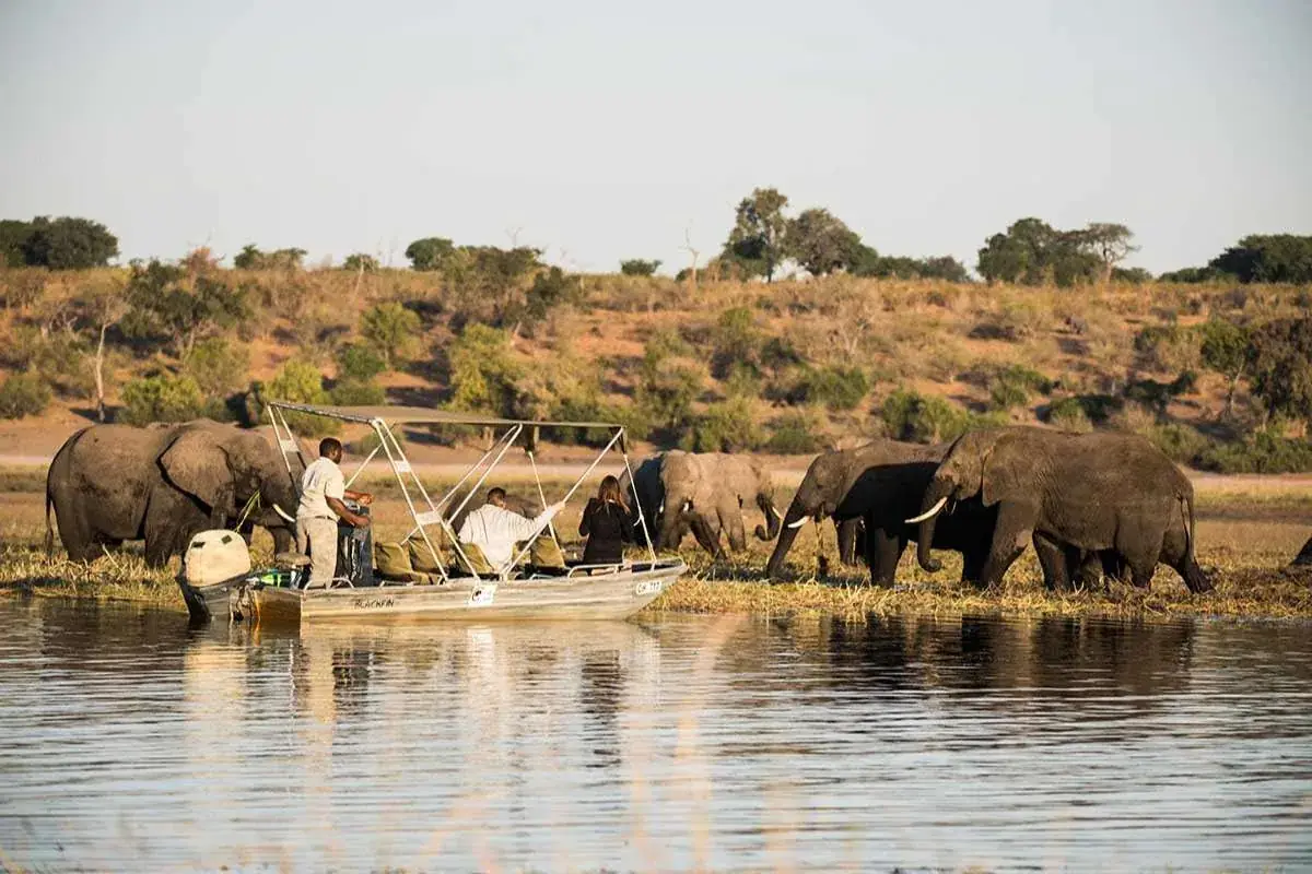 Boat safari elephants at Camp Kuzuma, Chobe Region