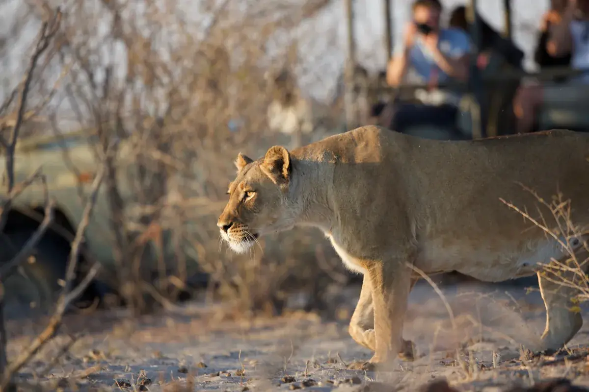Lion game drive at Leroo La Tau, Makgadikgadi