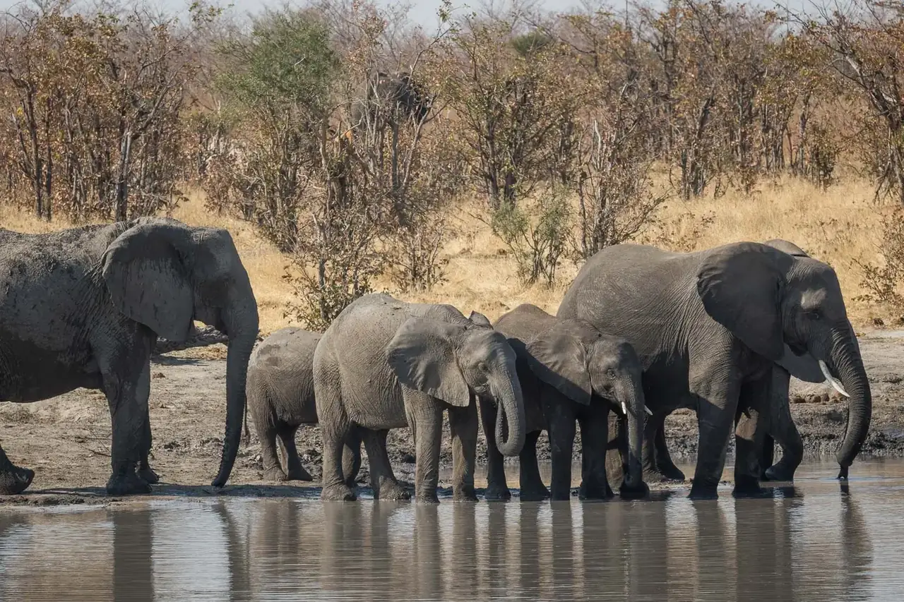 Elephants waterhole at Mankwe Tented Retreat, Moremi, Okavango
