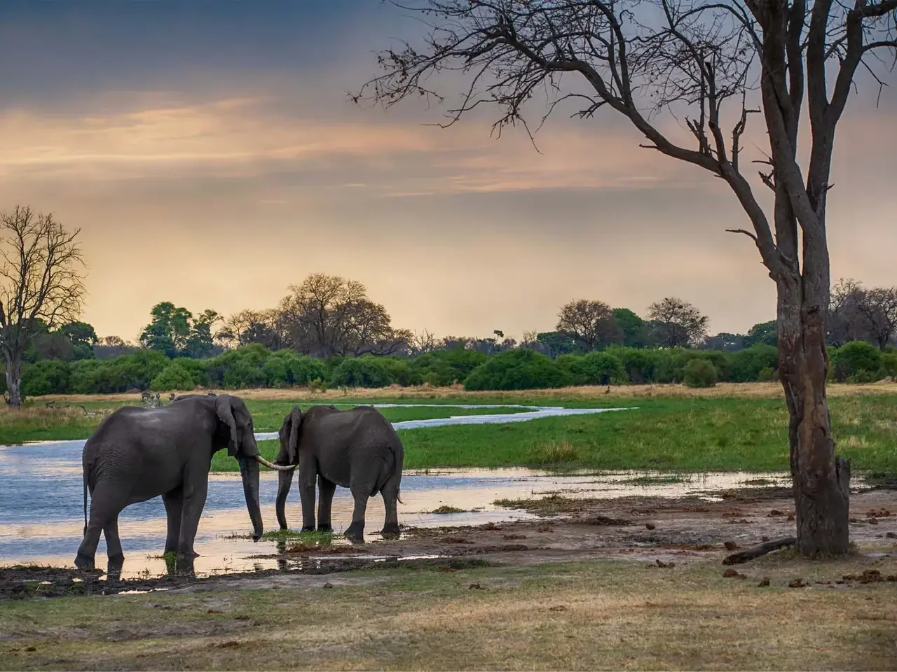 Elephants river at Mogotlho Safari Lodge, Khwai River