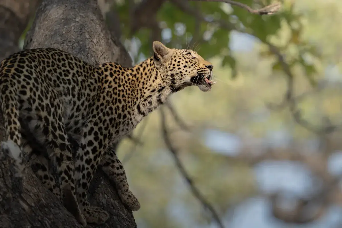 Leopard at Camp Moremi, Moremi Game Reserve