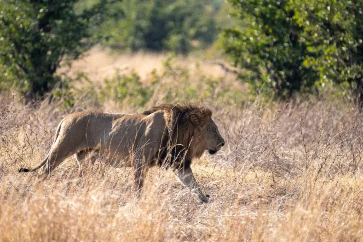 Lion at Nantwich Lodge, Hwange National Park