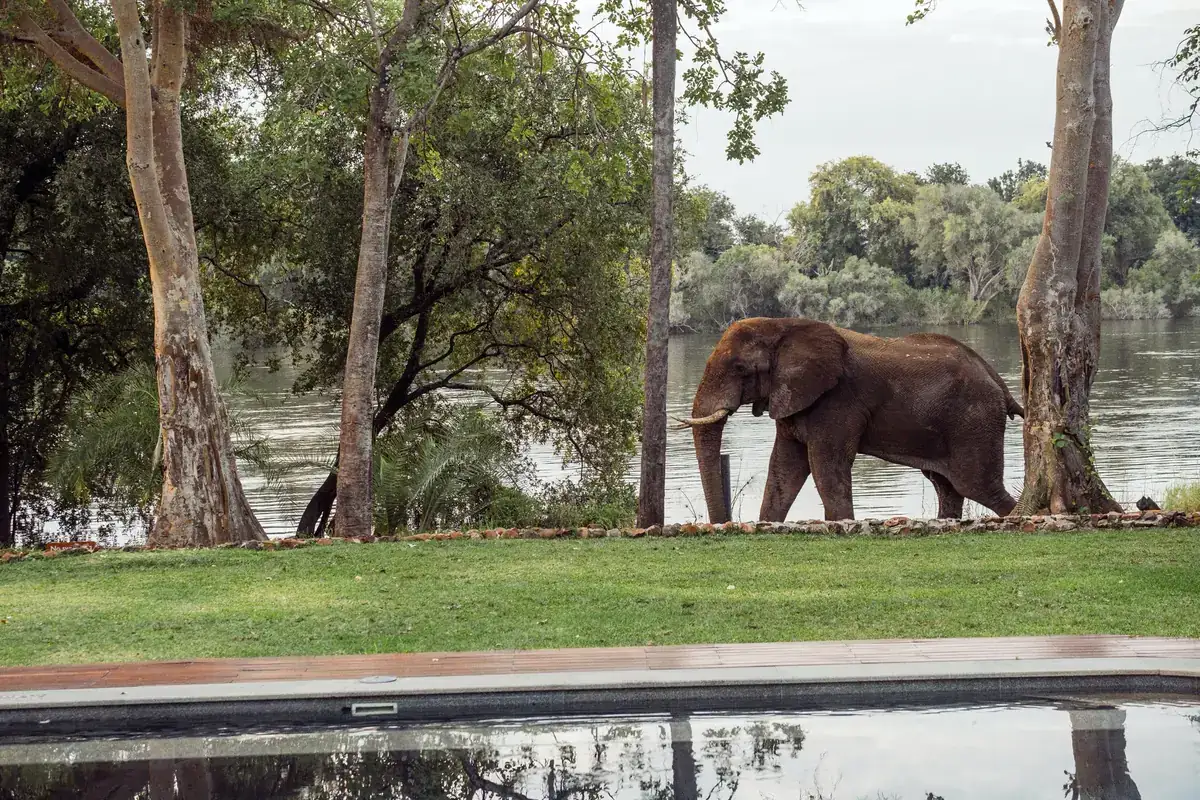 Elephant walking along the riverbank at The Palm River Hotel