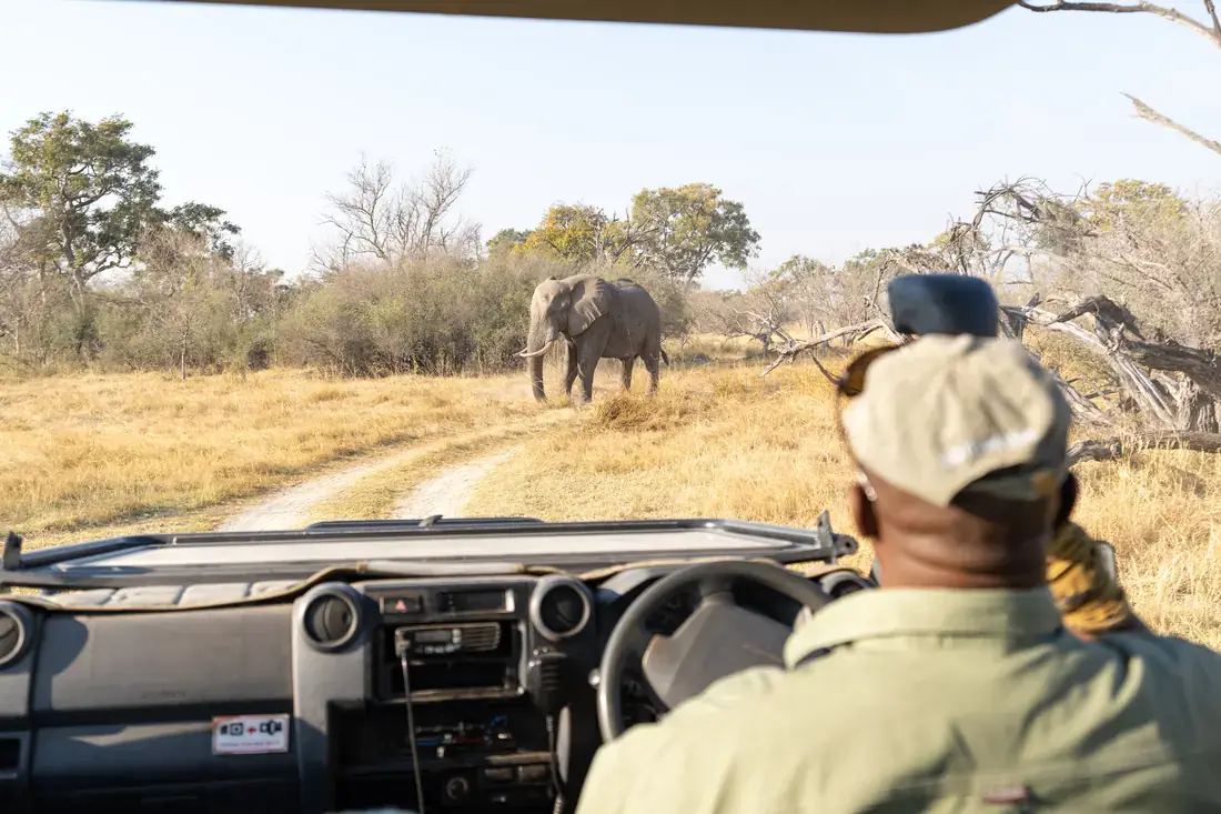 Game drive elephant at Sediba Sa Rona, Khwai, Okavango Delta